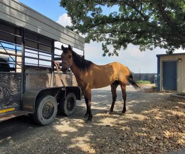 Bracken Equine Clinic