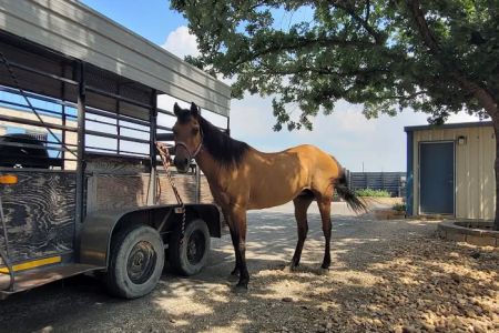 Bracken Equine Clinic