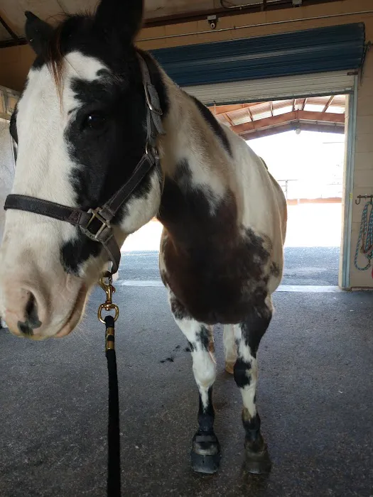 Bracken Equine Clinic 12