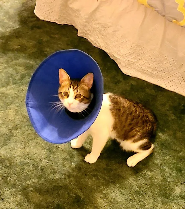 Friendship Pet Hospital 12