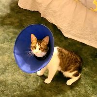 Friendship Pet Hospital ico