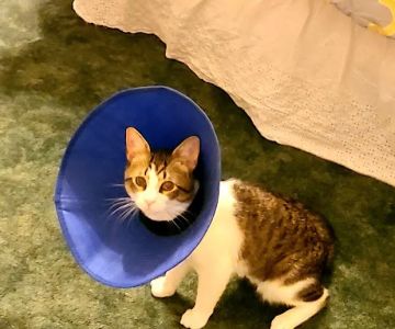 Friendship Pet Hospital