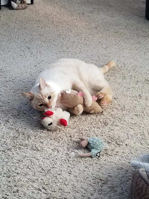 Friendship Pet Hospital 12