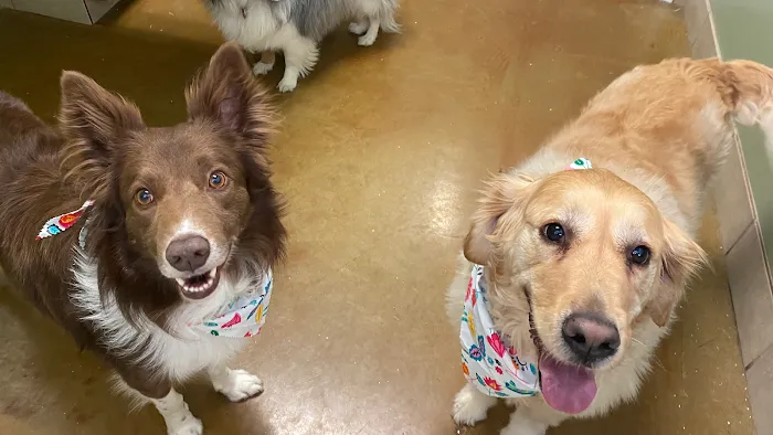 Friendship Pet Hospital 12