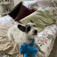 Garden Ridge Animal Hospital ico