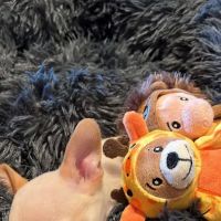 Cibolo Small Animal Hospital ico