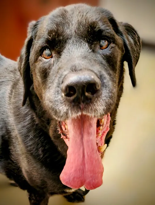 Cibolo Small Animal Hospital 12