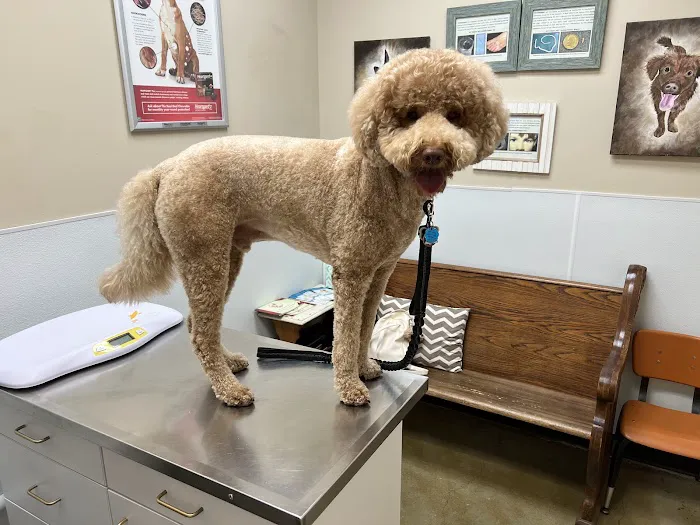 Cibolo Small Animal Hospital 12