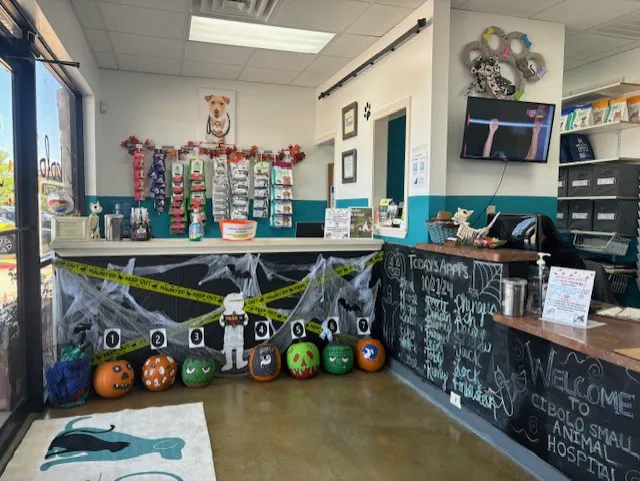 Cibolo Small Animal Hospital 12
