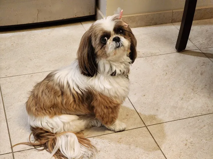 Cibolo Small Animal Hospital 12