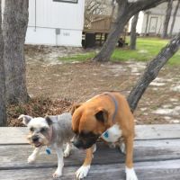 Sayers Animal Hospital ico