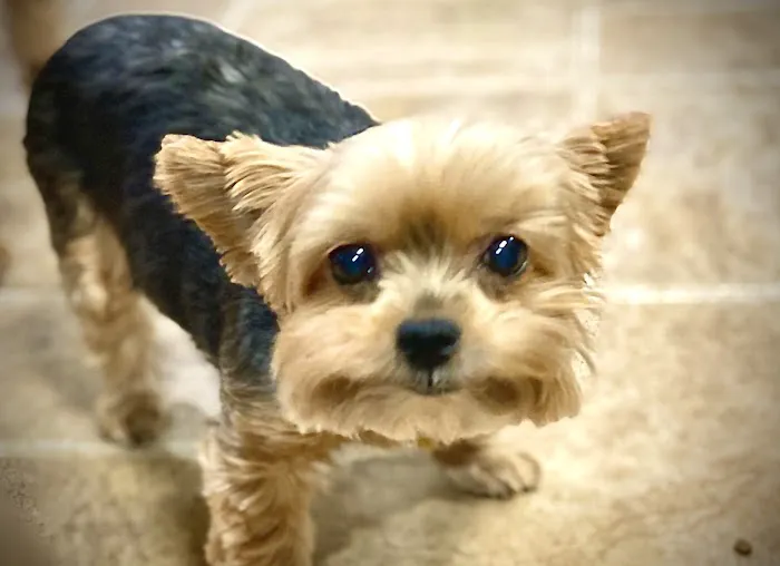 County Line Animal Hospital 12