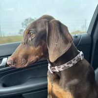 County Line Animal Hospital ico