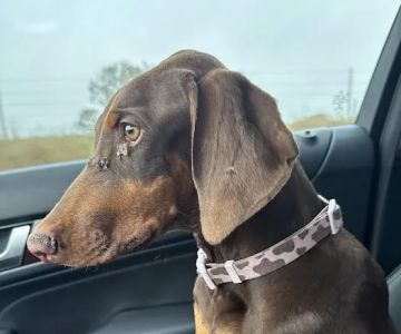 County Line Animal Hospital
