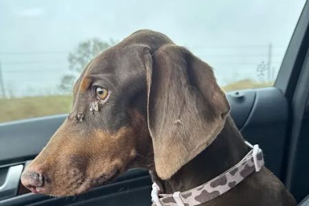 County Line Animal Hospital