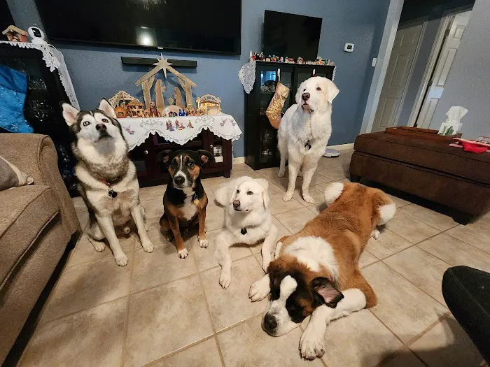 County Line Animal Hospital 12