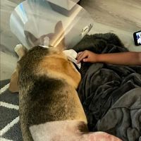 Boerne Stage Veterinary Clinic ico