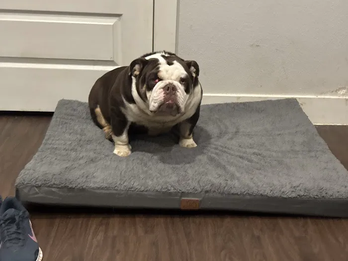 Boerne Stage Veterinary Clinic 12