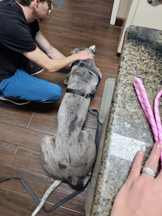 Animal Hospital PC 12