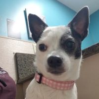 Animal Hospital PC ico