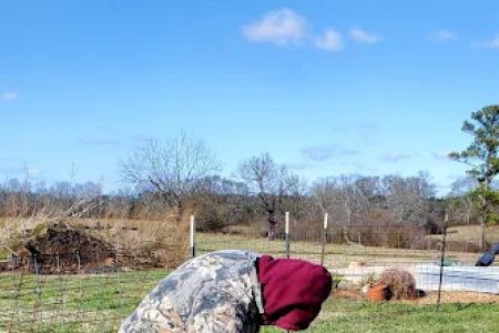 Blount Animal Clinic LLC