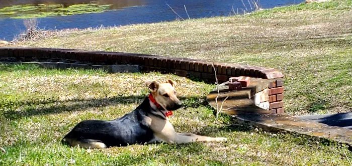 Blount Animal Clinic LLC 12