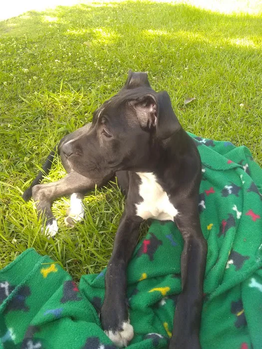 Blount Animal Clinic LLC 12