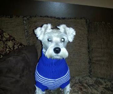 Eastpoint Animal Hospital- Haynes, Dennis DVM