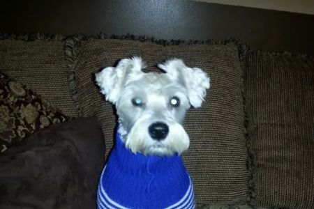Eastpoint Animal Hospital- Haynes, Dennis DVM