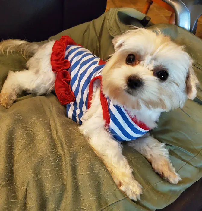 Eastpoint Animal Hospital- Haynes, Dennis DVM 12