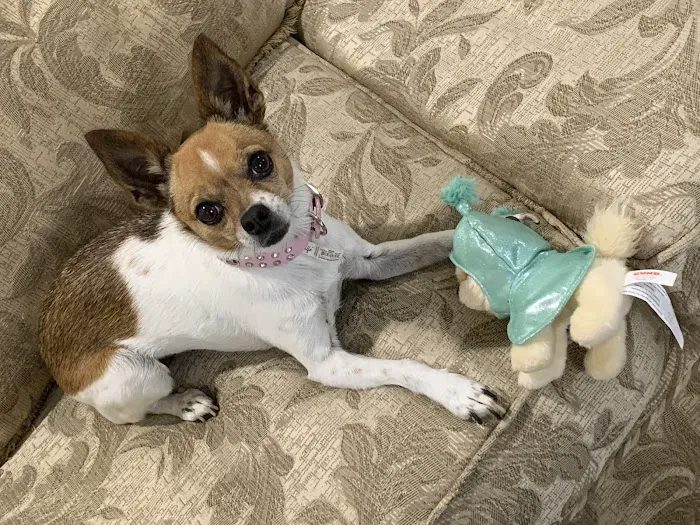 Eastpoint Animal Hospital- Haynes, Dennis DVM 12