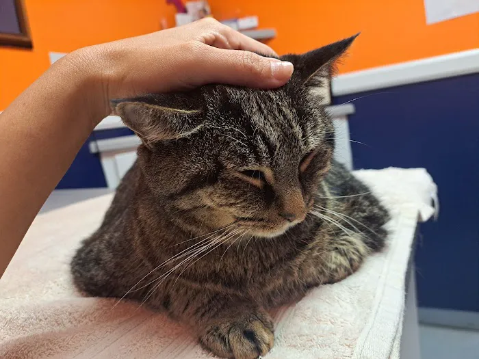 Animal Medical Hospital 12