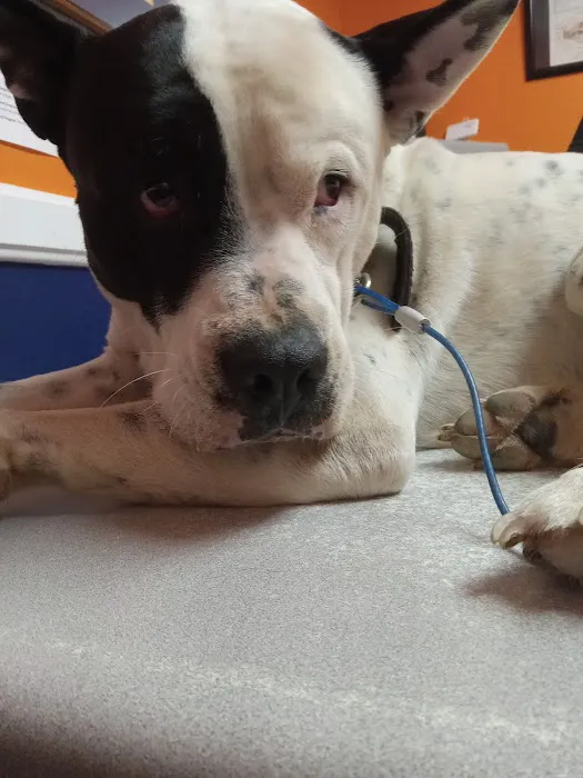 Animal Medical Hospital 12