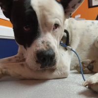 Animal Medical Hospital ico