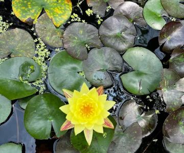 Kanawha River Koi Farm LLC
