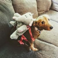 Red Oak Veterinary Clinic ico