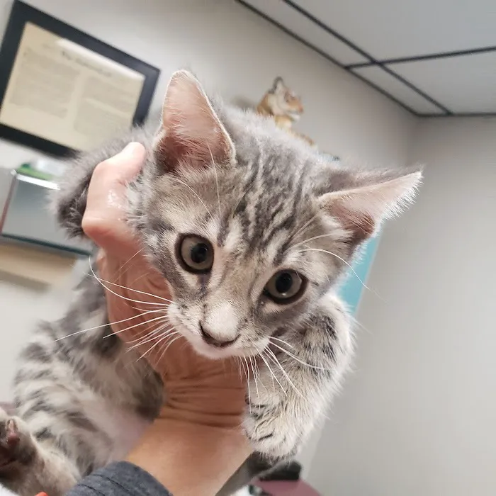 Tony Crider DVM - Catoma Animal Clinic 12