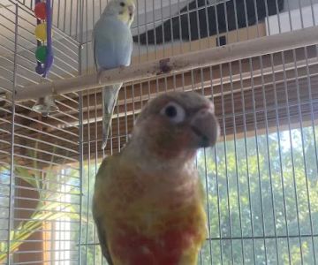 The Purple Parrot, LLC