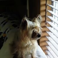 Compton's Veterinary Hospital ico