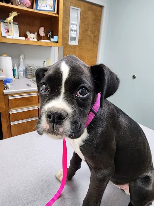 Cullman Veterinary Hospital Pc 12