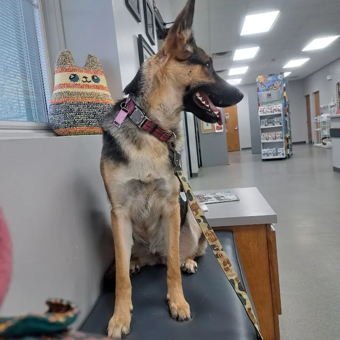 Cullman Veterinary Hospital Pc 12