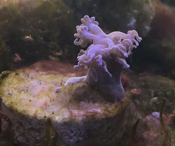 Staub Aqua Farm LLC