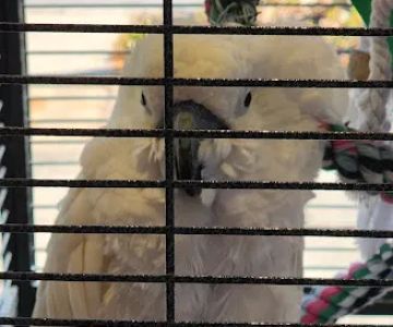 Pullman Pets