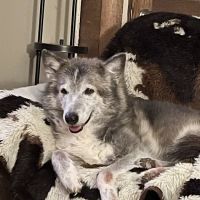 Morgan City Animal Clinic ico