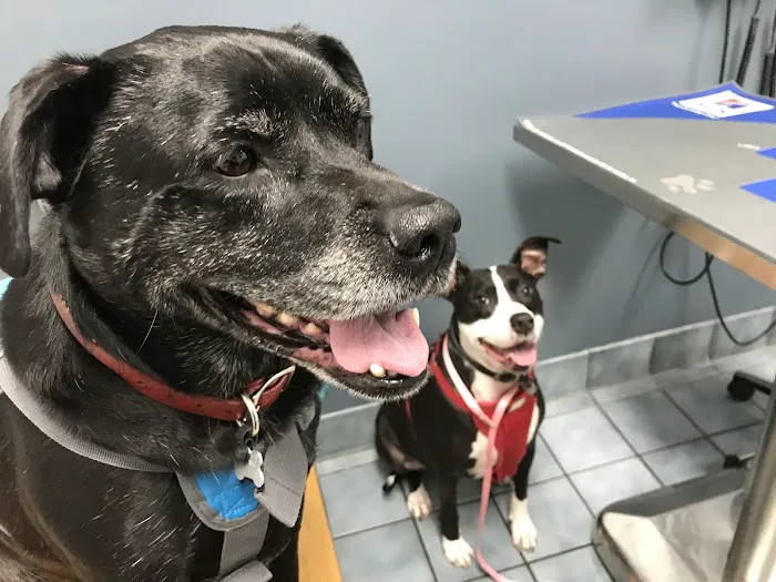 Green Cove Pet Hospital 12