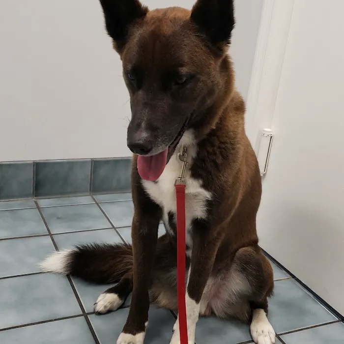 Green Cove Pet Hospital 12