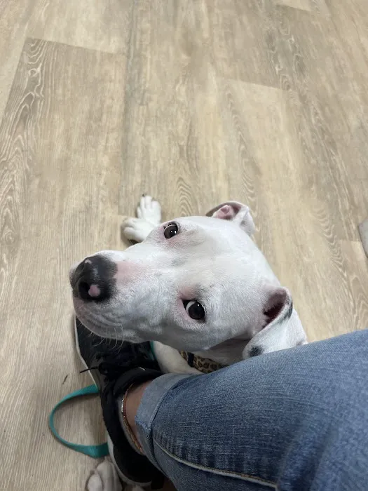 Green Cove Pet Hospital 12