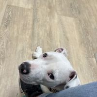 Green Cove Pet Hospital ico