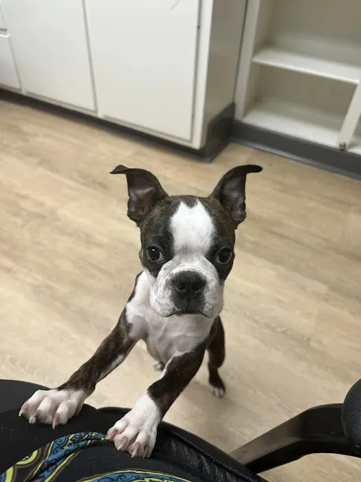 Green Cove Pet Hospital 12