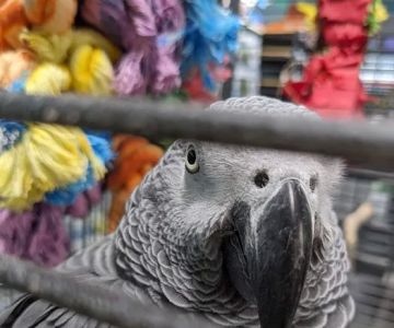 Bert's Pet Center